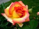Jean Piat rose photo