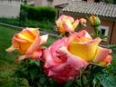 Jean Piat rose photo