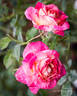 Hypnotized rose photo