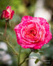 Hypnotized rose photo