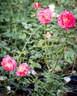 Hypnotized rose photo