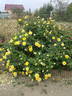 Inka rose photo