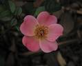 Baby Dainty Bess rose photo