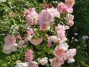 Marinette rose photo
