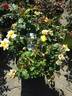 RADmonyel rose photo