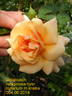 Goldbusch rose photo