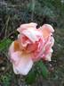 Bon Soir rose photo