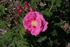Madeleine Bugnet rose photo
