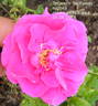 Souvenir de Yeddo rose photo