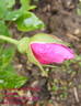 Souvenir de Yeddo rose photo