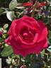 Always rose photo