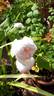 14 The Wedgewood Rose OP 02 rose photo