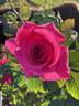 Rina Hugo rose photo
