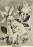 Annie Laurie rose photo