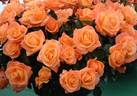 Seventh Heaven rose photo
