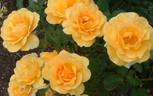 Benita ® rose photo