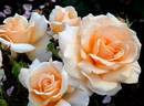 Clodagh McGredy rose photo