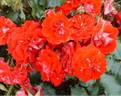 Festival rose photo