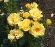 Bright Smile ® rose photo