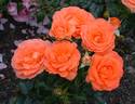 Betty Harkness rose photo