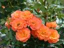 Razzle Dazzle rose photo