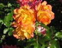 Bonanza ® rose photo