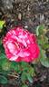 Wonderful Copenhagen rose photo