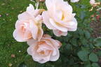 Sirius rose photo