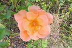 Atlantic Star rose photo