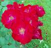 Dirigent ® rose photo