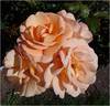 Portorož rose photo