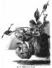 Francis Dubreuil rose photo