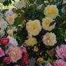 Céline Forestier rose photo