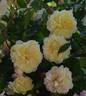 Céline Forestier rose photo