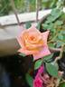 Kay Denise rose photo