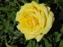 Honey Bee Kind rose photo