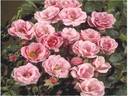 Sweet Cover ® rose photo