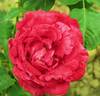 Brigitte Bardot rose photo