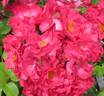 Burghausen ® rose photo