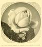 Souvenir d'Elise Vardon rose photo