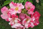 Hugues Aufray ® rose photo
