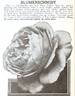 Blumenschmidt rose photo