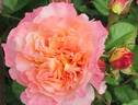 Claudia Cardinale ® rose photo