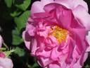 Impératrice Joséphine rose photo