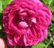 Aurore du Matin rose photo