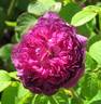 Fleurs de Pelletier rose photo