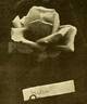 Medea rose photo