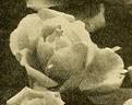 Souvenir de S. A. Prince rose photo