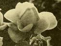Souvenir d'Elise Vardon rose photo