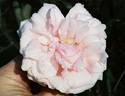 La Sylphide rose photo